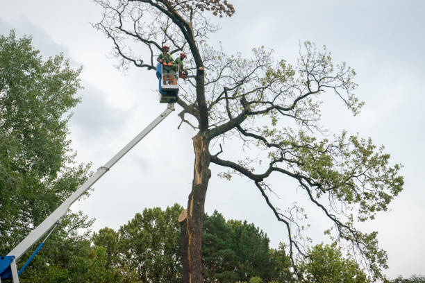 Best Stump Grinding Near Me  in Golden Grove, SC